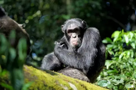 Observation des chimpanzés dans la forêt de Kibale - Ouganda