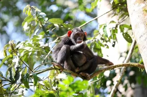 Observation des chimpanzés dans la forêt de Kibale - Ouganda