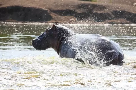 Hippopotame, Kazinga Channel, parc de Queen Elisabeth - Ouganda - 