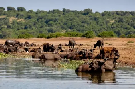 Troupeau de buffles, Kazinga Channel, parc de Queen Elizabeth - Ouganda - 
