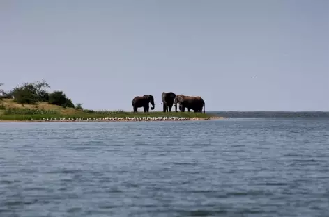 Eléphants, Kazinga Channel, parc de Queen Elisabeth - Ouganda