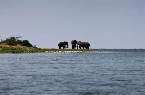 Eléphants, Kazinga Channel, parc de Queen Elizabeth - Ouganda