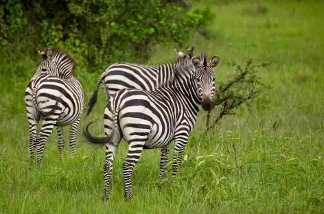 Zèbres dans le parc de Mburo - Ouganda - 