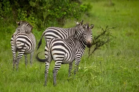 Zèbres dans le parc de Mburo - Ouganda