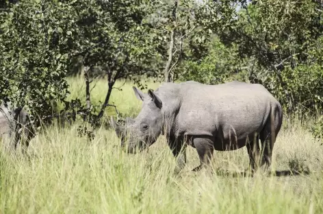 Pistage des rhinocéros blancs, Ziwa Rhino Sanctuary - Ouganda