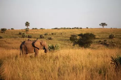Eléphant dans la savane de Murchinson - Ouganda