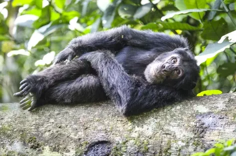 Observation des chimpanzés dans la forêt de Kibale - Ouganda - 