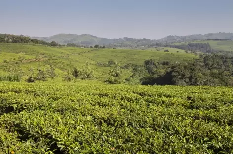 Plantation de thé entre Fort Portal et la forêt de Kibale - Ouganda - 