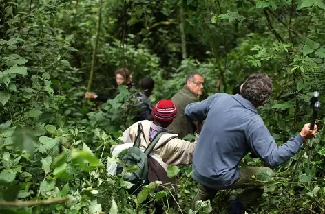 Pistage des gorilles de montagne - Ouganda