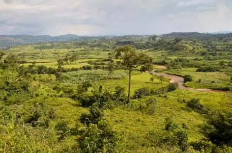 Au sud d'Ishasha - Ouganda