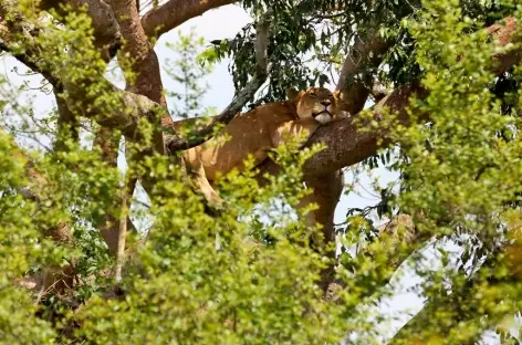 Lion arboricole, Parc national de Queen Elizabeth - Ouganda