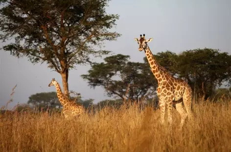 Safari dans le Parc national de Murchinson - Ouganda