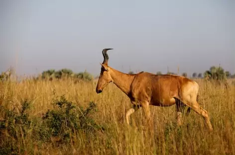 Bubale de Jackson, Parc national de Murchinson - Ouganda