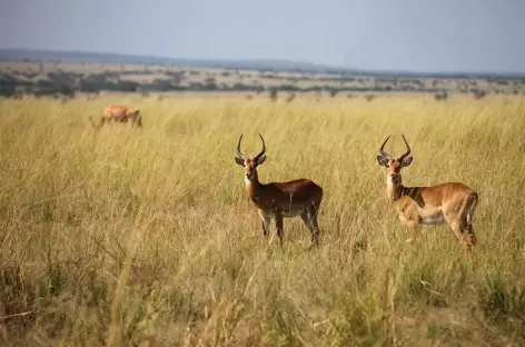 Safari dans la savane de Murchinson - Ouganda