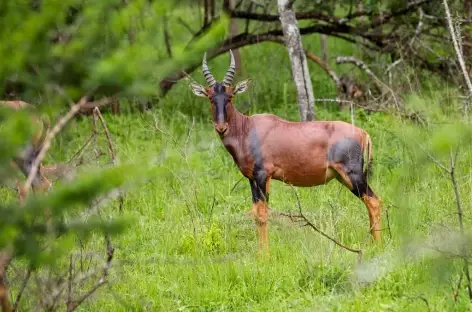 Topi, parc de Mburo - Ouganda