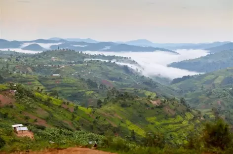 Au sud du parc de Queen Elisabeth, contreforts de la forêt de Bwindi - Ouganda