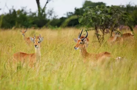 Cobes d'Ouganda, savane du parc Queen Elisabeth - Ouganda