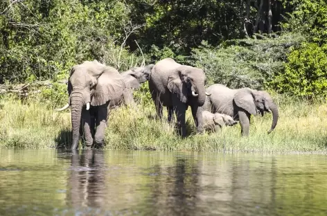 Observation des éléphants depuis notre bateau sur le Nil Victoria, Parc de Murchinson - Ouganda