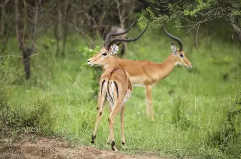 Impala, parc de Mburo - Ouganda