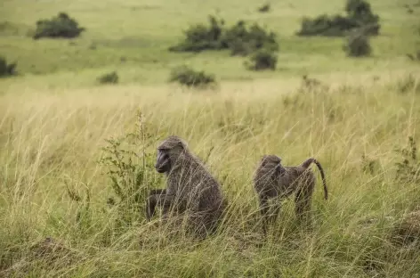 Safari dans le parc national de Queen Elisabeth - Ouganda