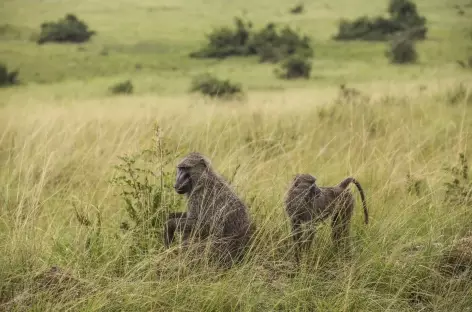 Safari dans le parc national de Queen Elizabeth - Ouganda