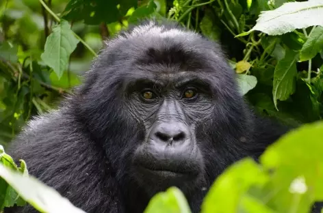 Gorille male au dos argenté, forêt impénétrable de Bwindi - Ouganda - 