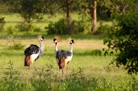 Grues couronnées, emblème du pays, parc de Mburo - Ouganda
