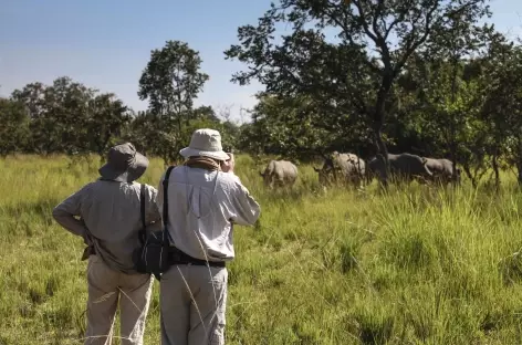 Pistage des rhinocéros blancs, Ziwa Rhino Sanctuary - Ouganda