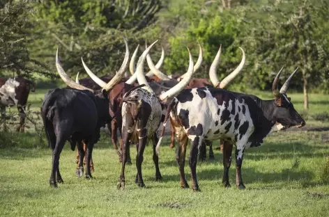 Parc national de Queen Elizabeth > Rushaga (Parc national de Bwindi Impenetrable Forest)