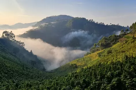 Forêt de Bwindi - Ouganda