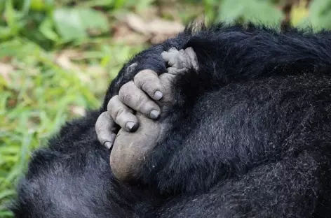 Gorille des montagnes, Parc national de Bwindi - Ouganda