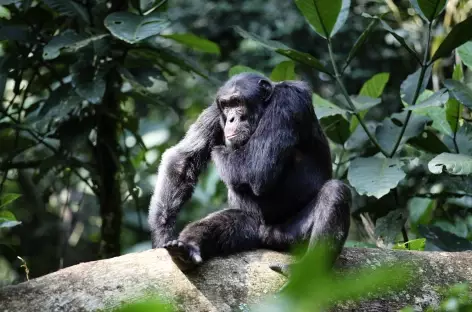 Chimpanzé, Parc national de Kibale - Ouganda