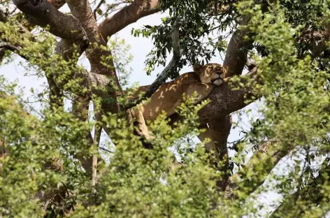 Lionne dans les arbres à Ishasha , Parc national de Queen Elizabeth - Ouganda - 