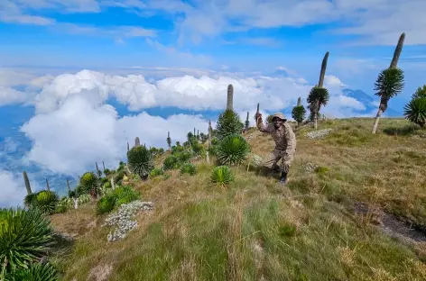 Sommet du volcan Muhavura (4127 m), chaîne des Virunga  - Ouganda