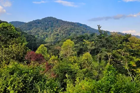 Forêt de Bwindi - Ouganda