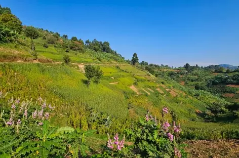 Randonnée vers Nkuringo, en bordure du Parc national de Bwindi - Ouganda