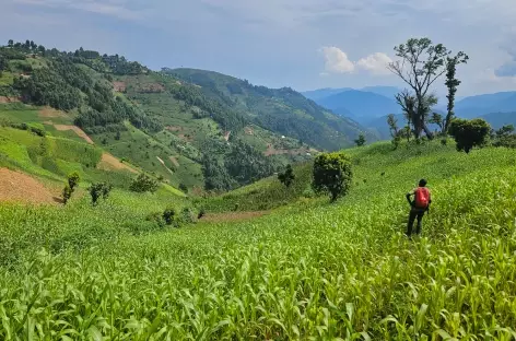 Randonnée vers Nkuringo, en bordure du Parc national de Bwindi - Ouganda