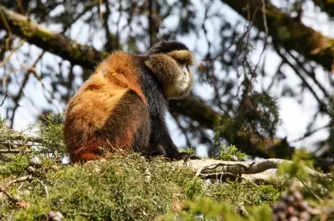 Pistage des singés dorés, Parc national Mgahinga - Ouganda