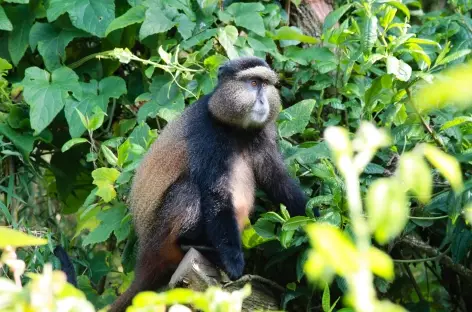 Pistage des singés dorés, Parc national Mgahinga - Ouganda
