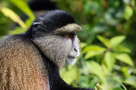 Pistage des singés dorés, Parc national Mgahinga - Ouganda