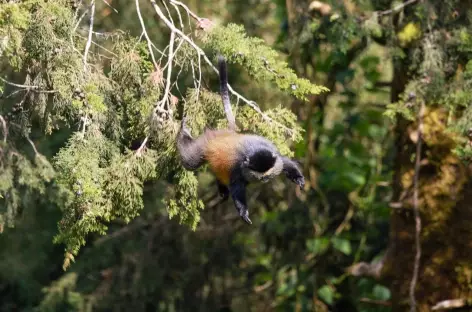 Pistage des singés dorés, Parc national Mgahinga - Ouganda
