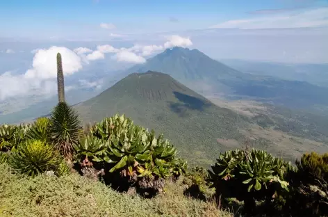 Ascension du volcan Muhavura (4127 m), chaîne des Virunga  - Ouganda