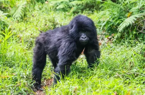 Pistage des gorilles de montagne, Parc national de Bwindi - Ouganda
