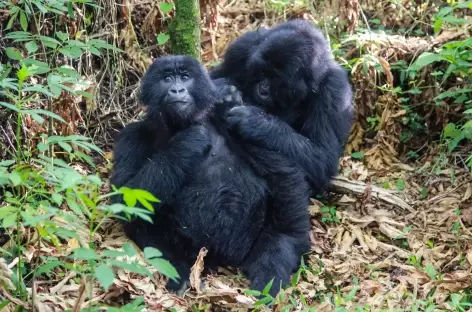 Pistage des gorilles de montagne, Parc national de Bwindi - Ouganda