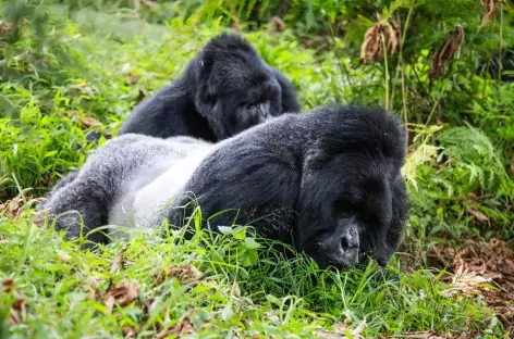Pistage des gorilles de montagne, Parc national de Bwindi - Ouganda
