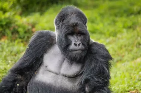 Pistage des gorilles de montagne, Parc national de Bwindi - Ouganda
