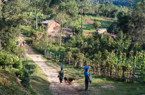 Randonnée vers Nkuringo, en bordure du Parc national de Bwindi - Ouganda
