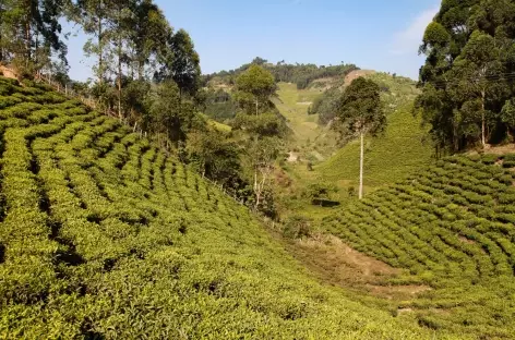 Randonnée vers Nkuringo, en bordure du Parc national de Bwindi - Ouganda