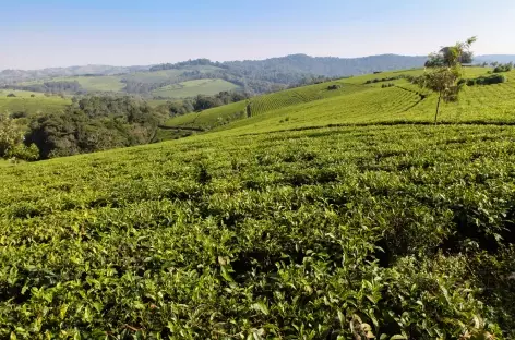 Plantations de thé vers Kibale - Ouganda