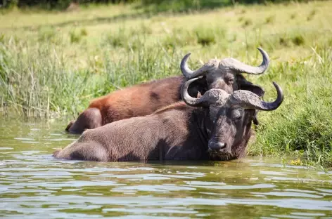 Buffles, Parc national de Queen Elizabeth - Ouganda